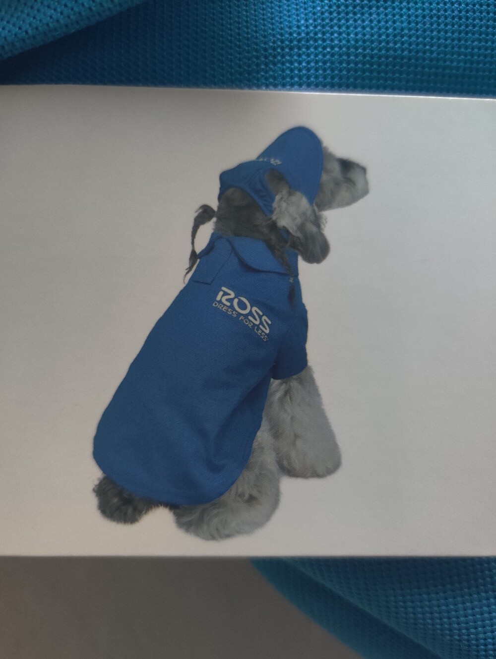 🆕 Ross Pet Apparel Blue Dog Polo Shirt & Sun Visor Halloween Costume_Medium